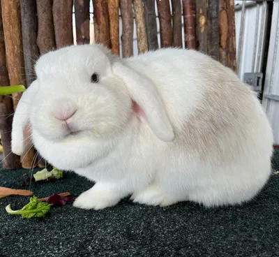 Naomi *reserviert*, adopted