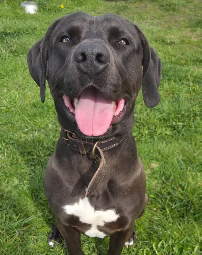 Albus *reserviert*, adopted