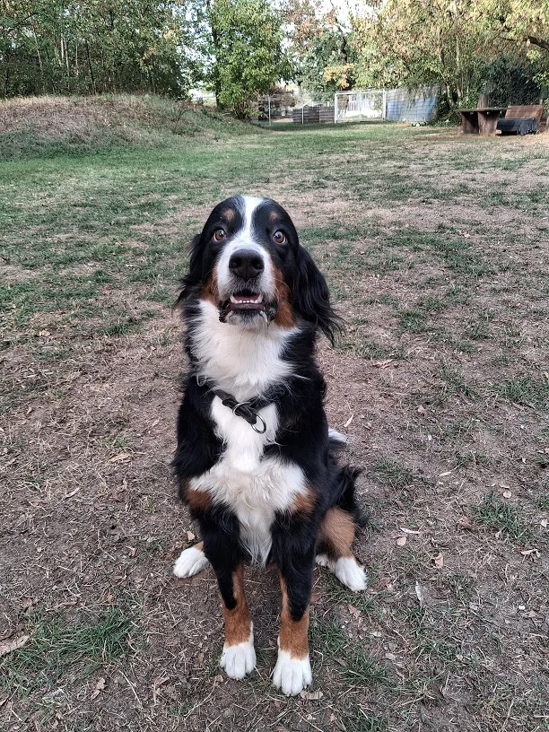 Bernese Mountain Dog