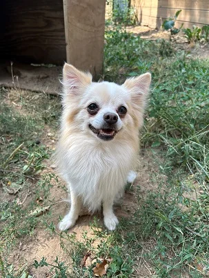 Pomeranian