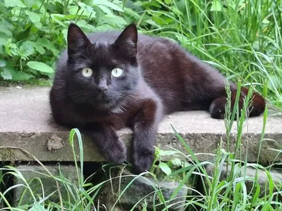 Sebastian, adopted