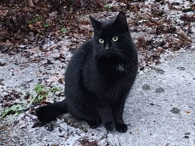 Devan, adopted
