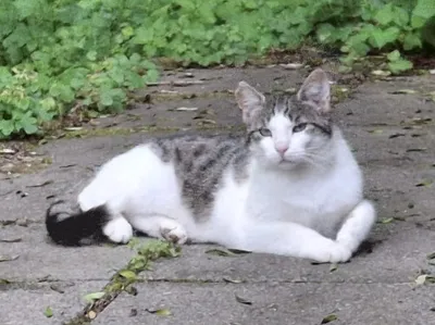 Twister, adopted