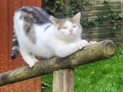 Snowflake, adopted