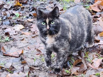 Mayka, adopted