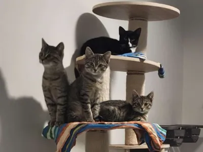 Katzenkinder, adopted