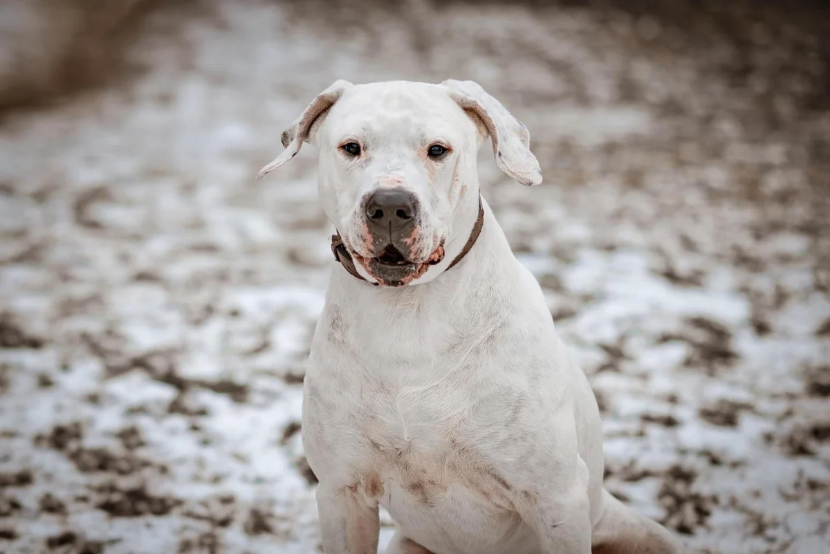 Dogo Argentino