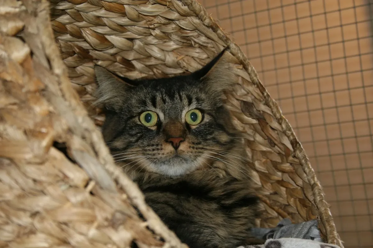 Norwegian Forest Cat