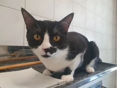 Romeo & Espresso suchen gemeinsam ihr Für-immer-Zuhause 🖤🤎, adopted