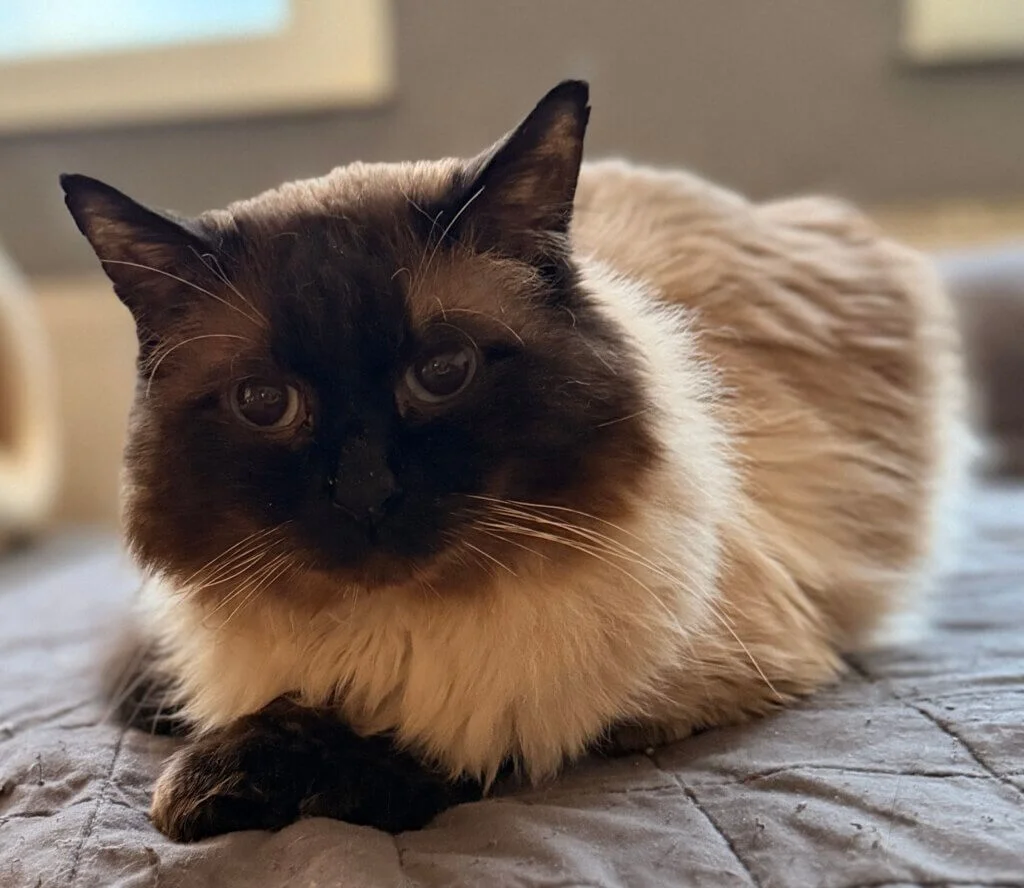 Ragdoll