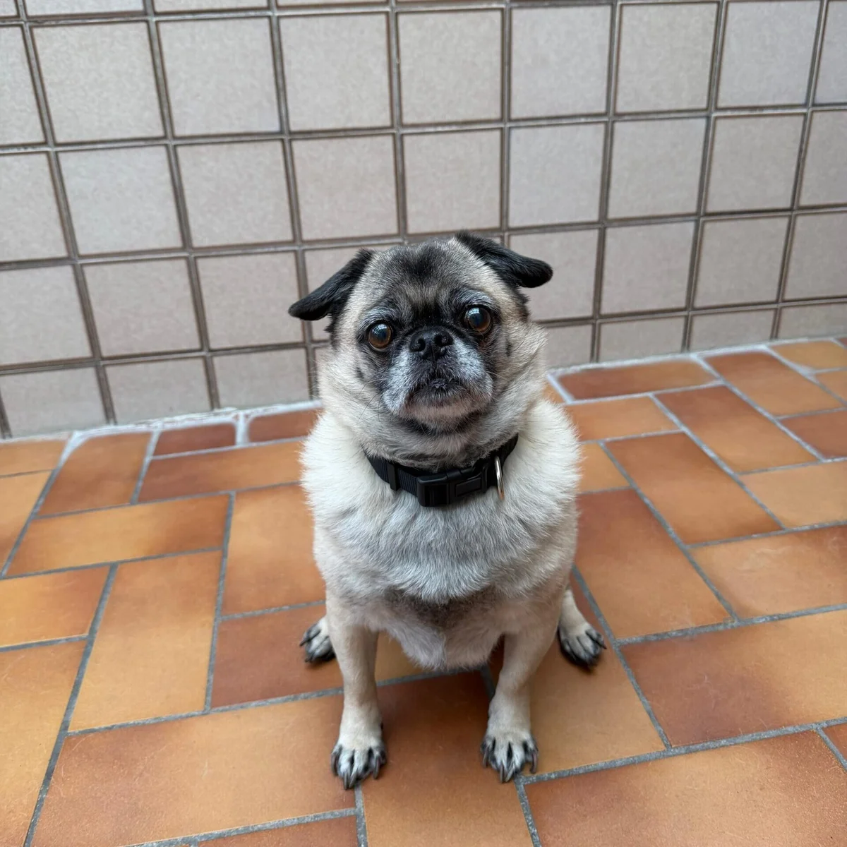 Pug