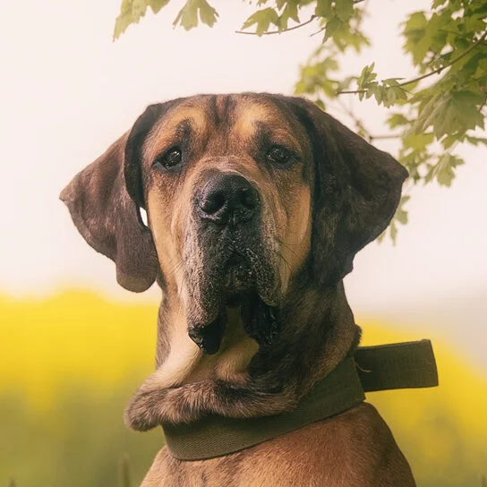 Great Dane