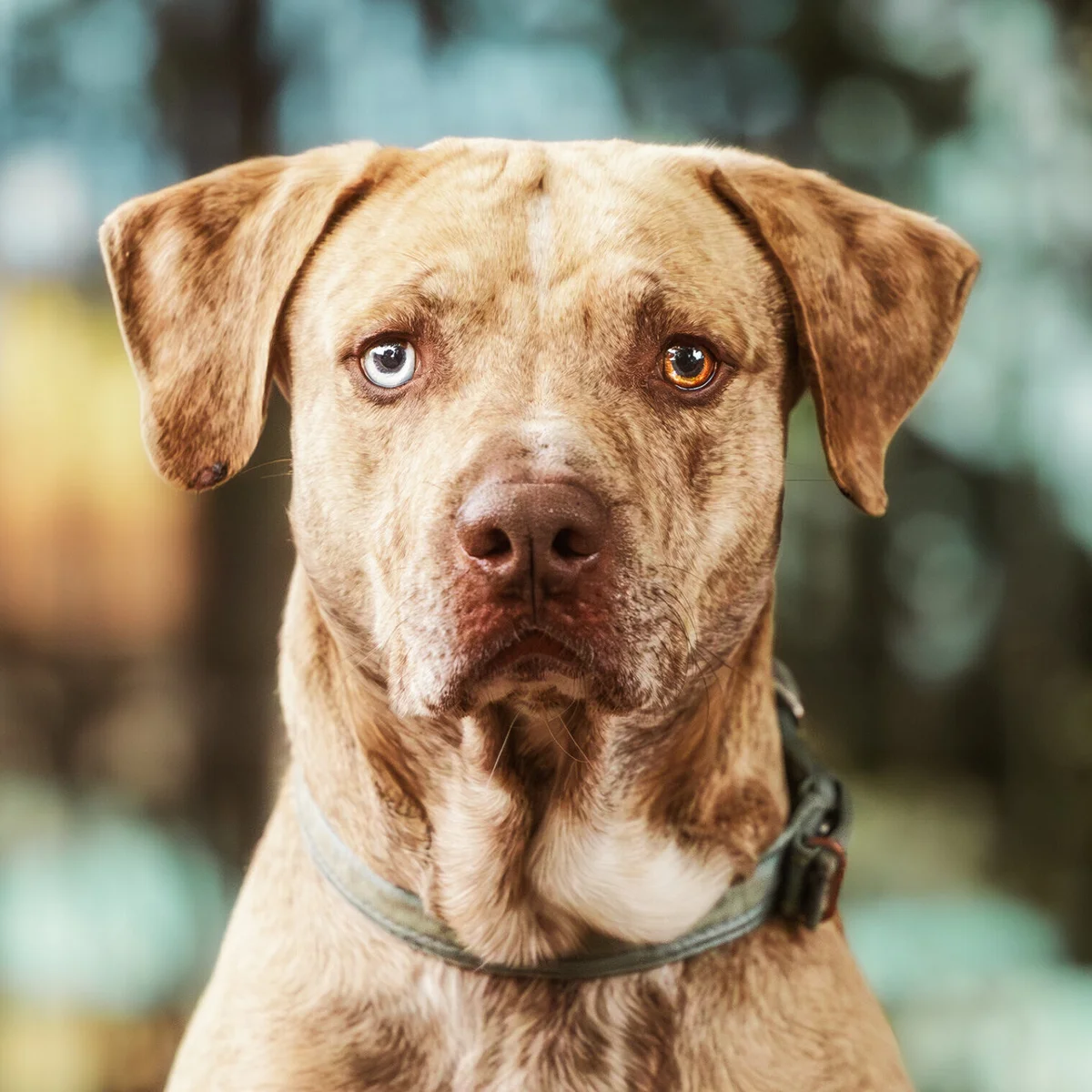 Catahoula Leopard Dog