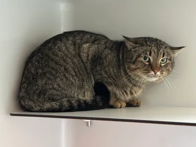 Wasabi, adopted