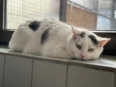 Yoda, adopted