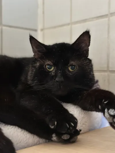 Azrael, adopted