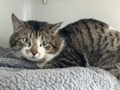 Stiffler, adopted