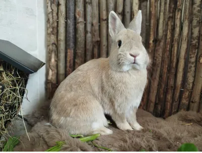 Nelo, adopted