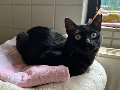Petra (Einzelkatze), adopted