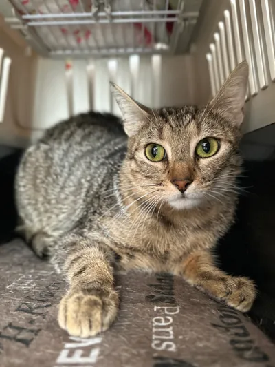 Liv, adopted