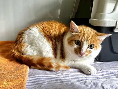 Kamea, adopted