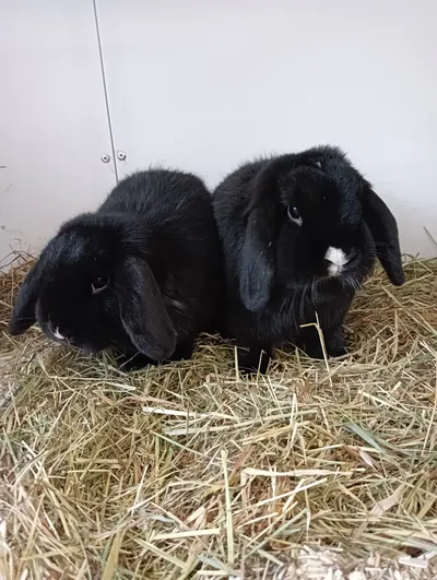Salvatore, adopted