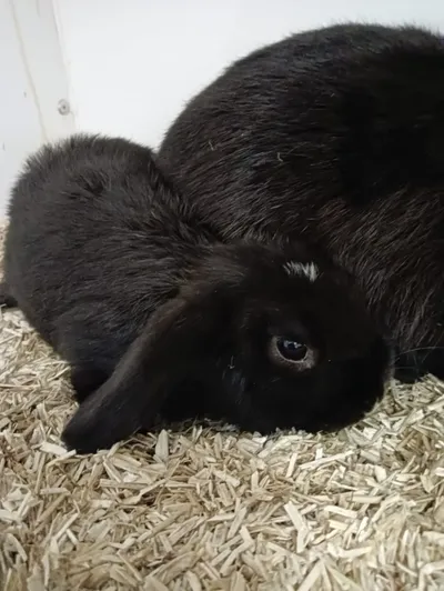 Severin, adopted