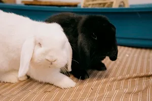 Saburo, adopted