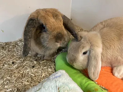 Luke, adopted