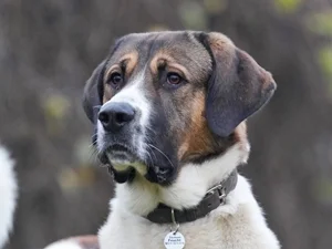 Saint Bernard