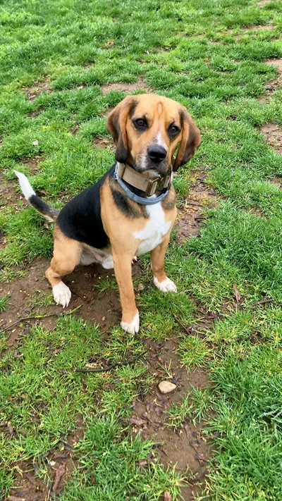 Bruno - RESERVIERT, adopted