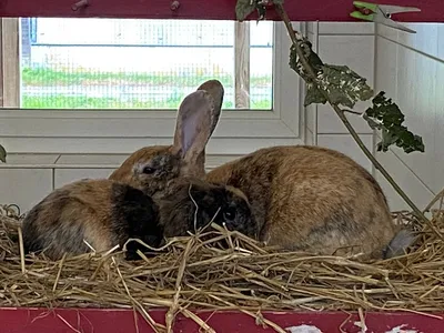 Ronja und Cookie, adopted