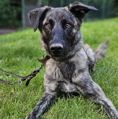 Cookie, adopted