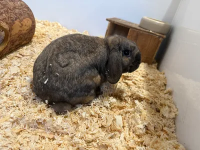 Cookie, adopted