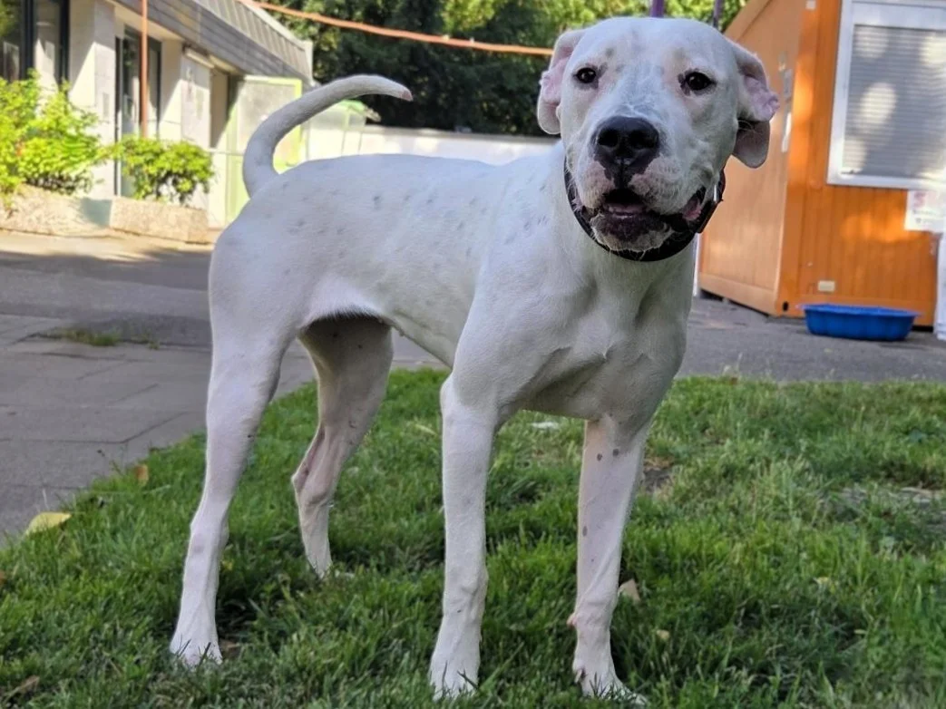 Dogo Argentino
