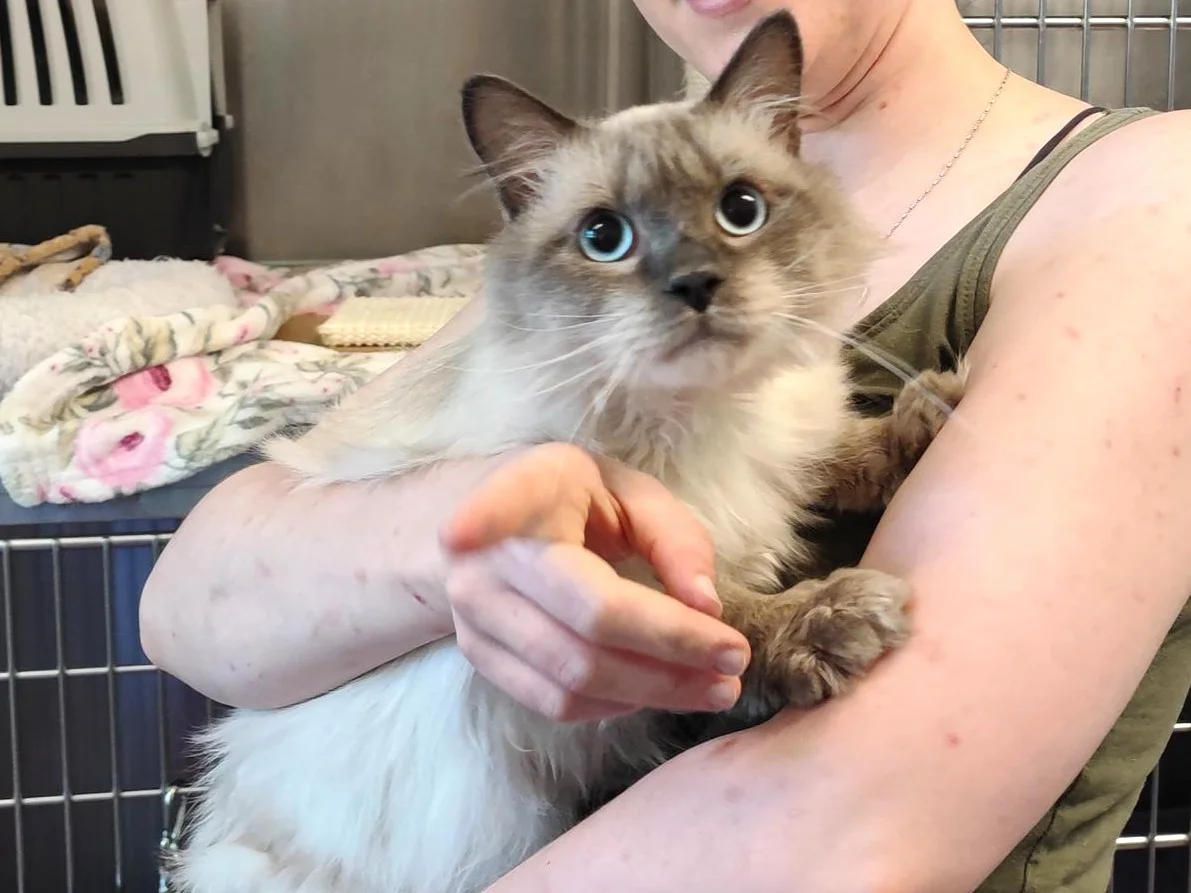 Ragdoll