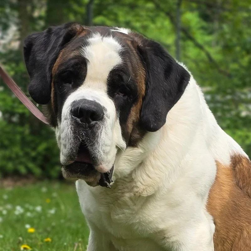 Saint Bernard