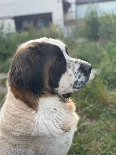 Molly ***reserviert***, adopted