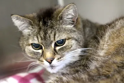 Eileen, adopted