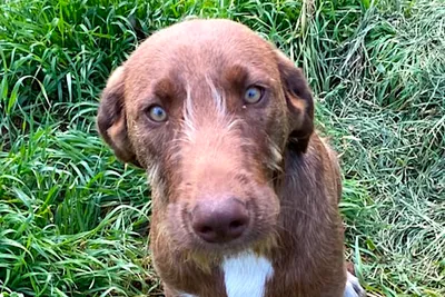 Jonny, adopted