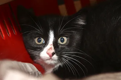 Antonia, adopted