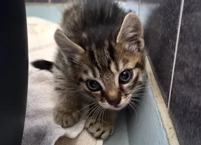 Tabea, Talia, Tilda, Turbo, adopted