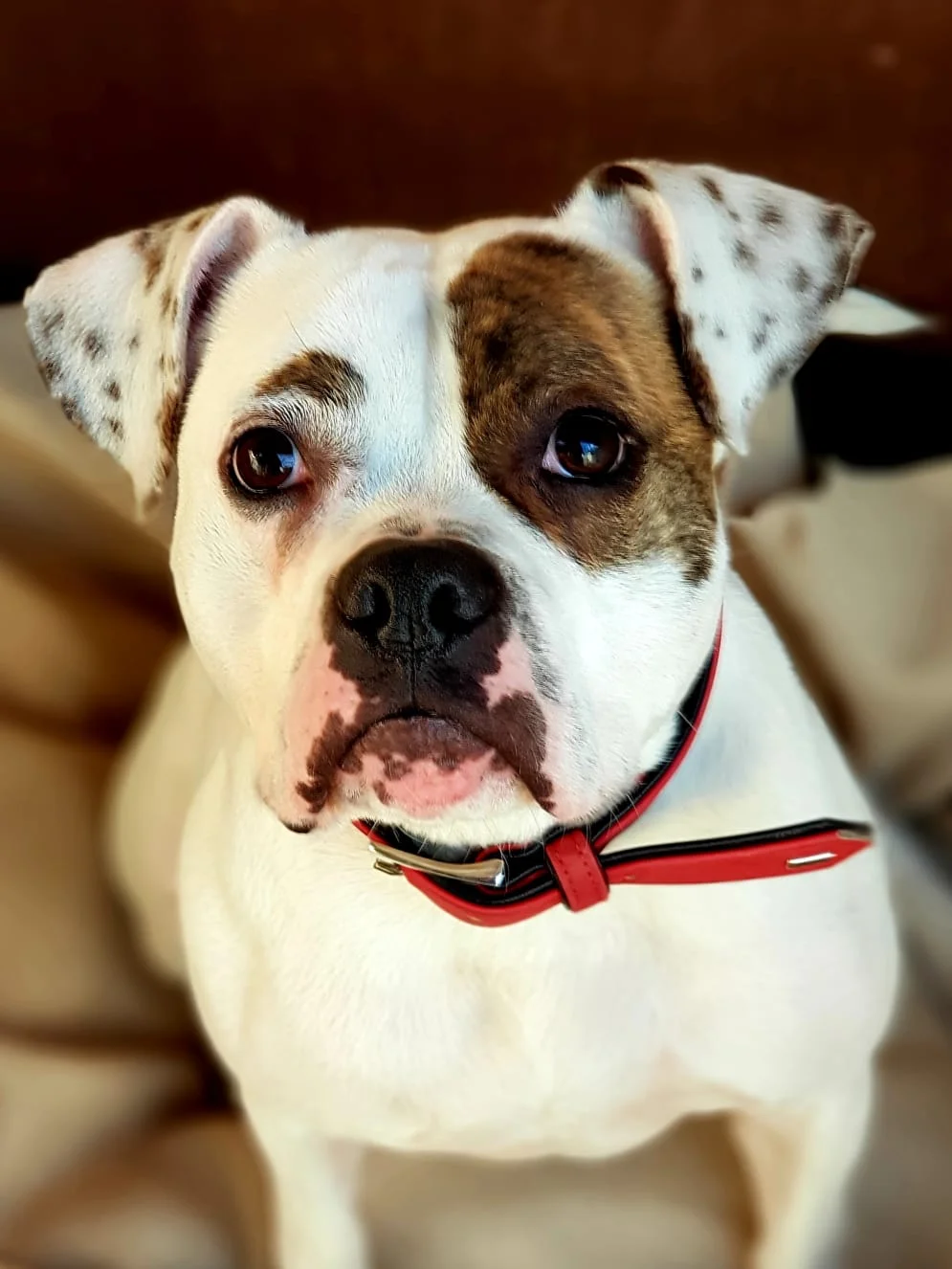 Boston Terrier