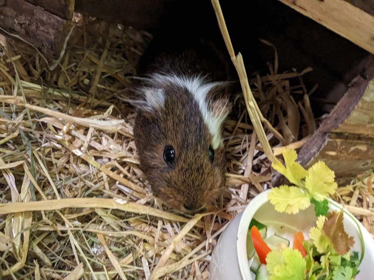 Degu
