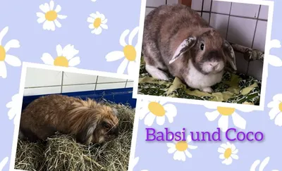 Babsi und Coco, adopted