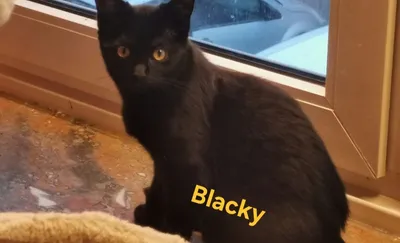 Blacky, adopted