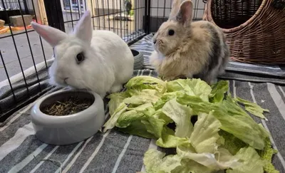 Flocke und Krümel, adopted
