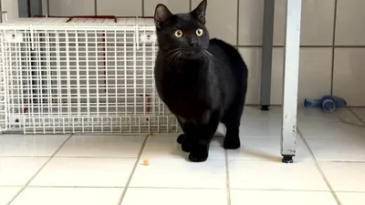 Rifki, adopted