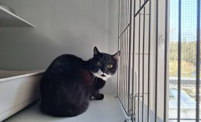 Davi, adopted