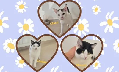Caspian & Chica, adopted